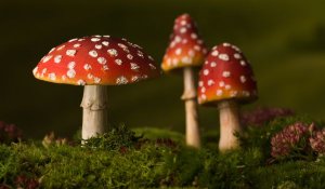 Most fungi are harmless and are even commonly consumed.